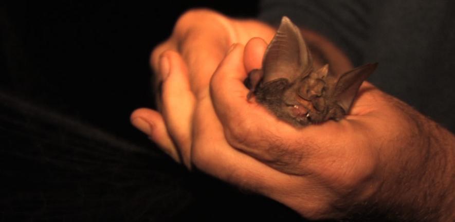 The Mount Mabu Horseshoe Bat (Rhinolophus mabuensis) as discovered by Dr Julian Bayliss, one of the four new species of African Horseshoe bat.