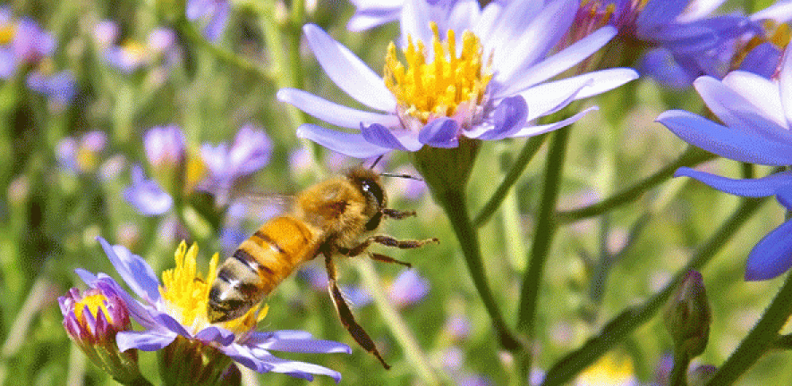 Honey bee approaching a flower. Courtesy of Cam Miller under a CC license.