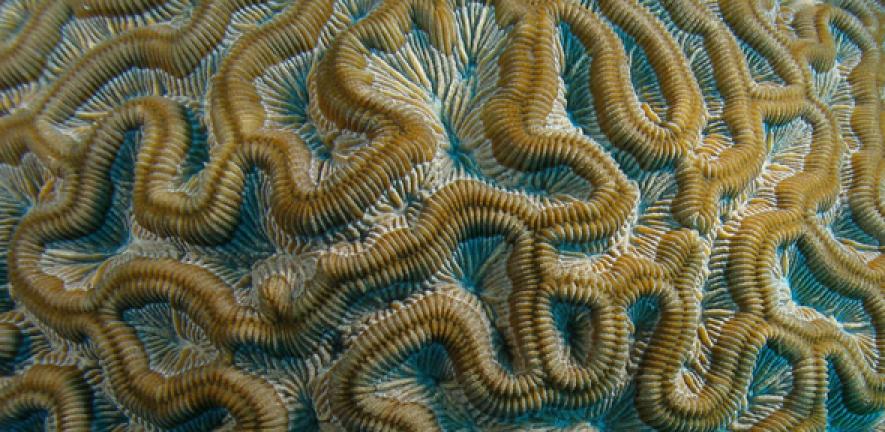 Brain coral