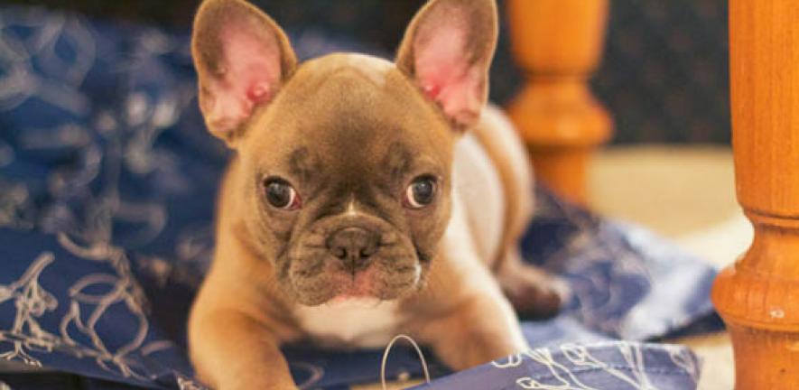 No Simple Way Of Predicting Breathing Difficulties In Pugs