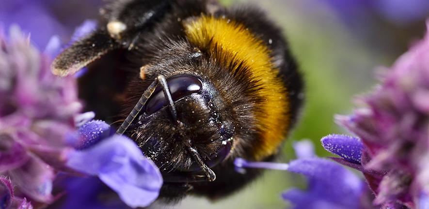 Bumblebee, Bombus terrestris