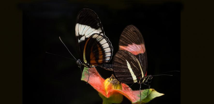 Two butterflies mating in captivity. Heliconius cydno (left) and Heliconius melpomene (right).