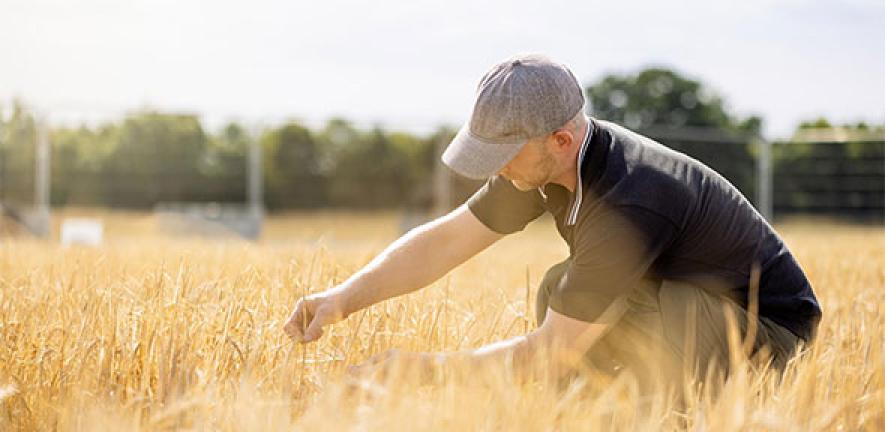 Person checking barley in field