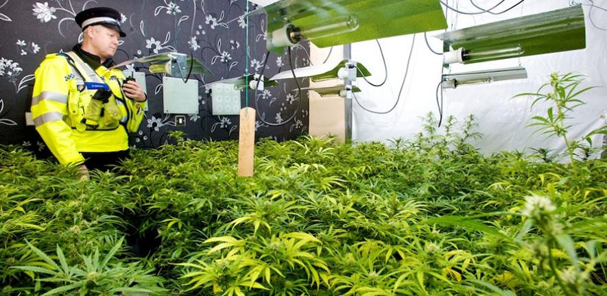 A cannabis setup inside a residential premises in the West Midlands. Image: West Midlands Police.