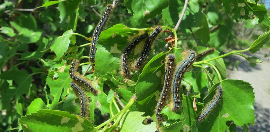 Hungry caterpillars an underappreciated driver of carbon emissions |  University of Cambridge