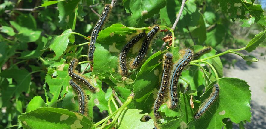 Outbreak of leaf-eating caterpillars