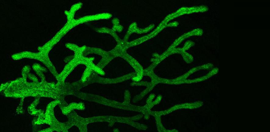 Mammary gland, 4 day-old mouse