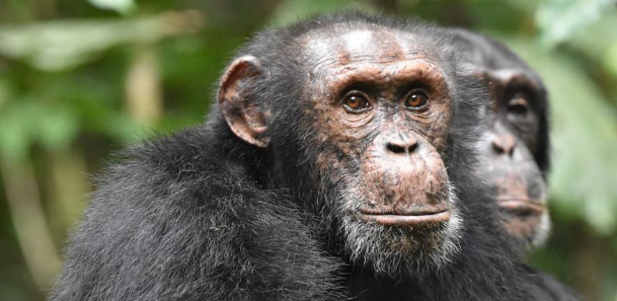 Chimpanzees are seen attentively listening to other chimpanzees heard at some distance in the West African forests of Côte d’Ivoire, studied as part of research by the Taï Chimpanzee Project