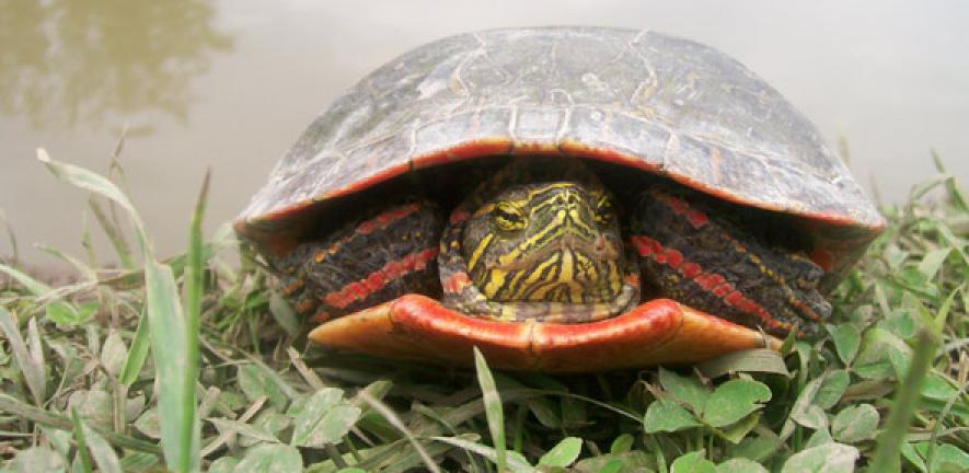 A Painted Turtle