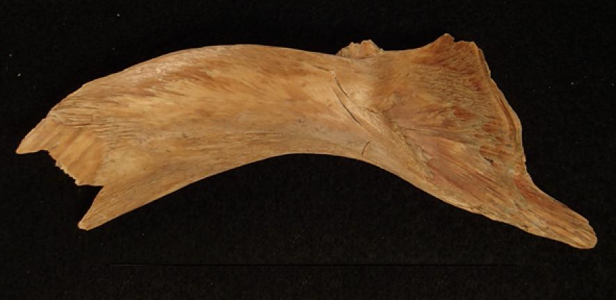 One of the ancient Viking cod bones from Haithabu used in the study