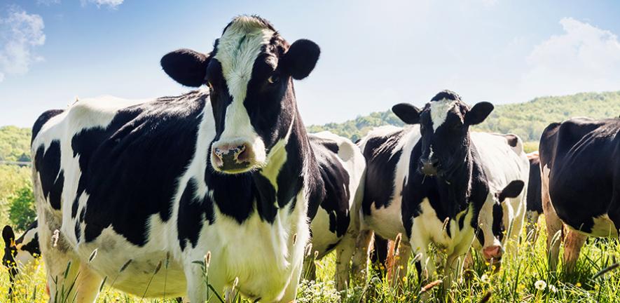 TB vaccine may enable elimination of the disease in cattle by reducing its spread