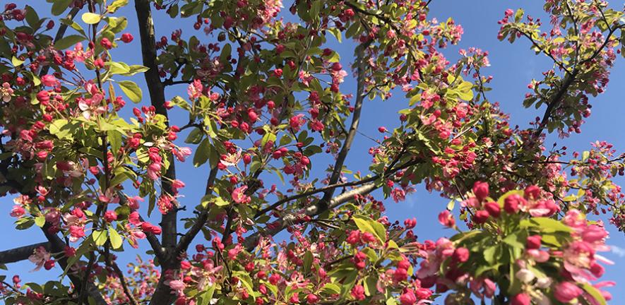 Crab apple tree in bloom