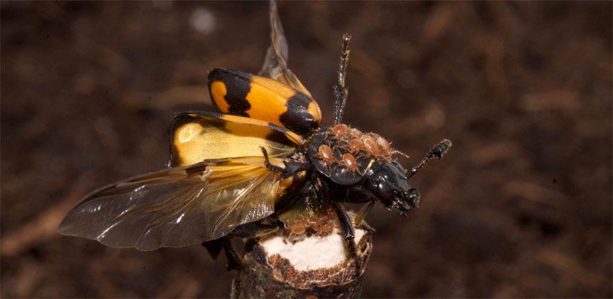 Nicrophorus vespilloides with mites