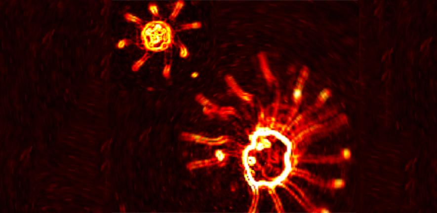 Microscope images showing two species of algae which swim using tiny appendages known as flagella