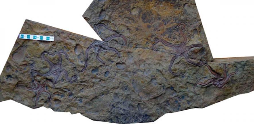 Fossilised Teleosaster creasyi, from the Cundlefo Formation, Gascoyne Junction, Western Australia