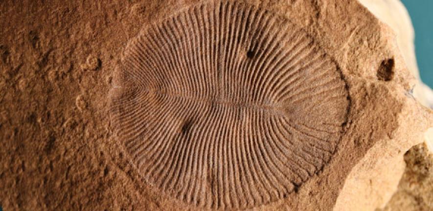 The Ediacaran fossil Dickinsonia costata, specimen P40135 from the collections of the South Australia Museum, Adelaide