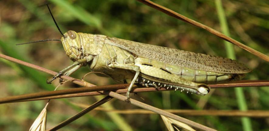 the grasshopper and the bell cricket analysis