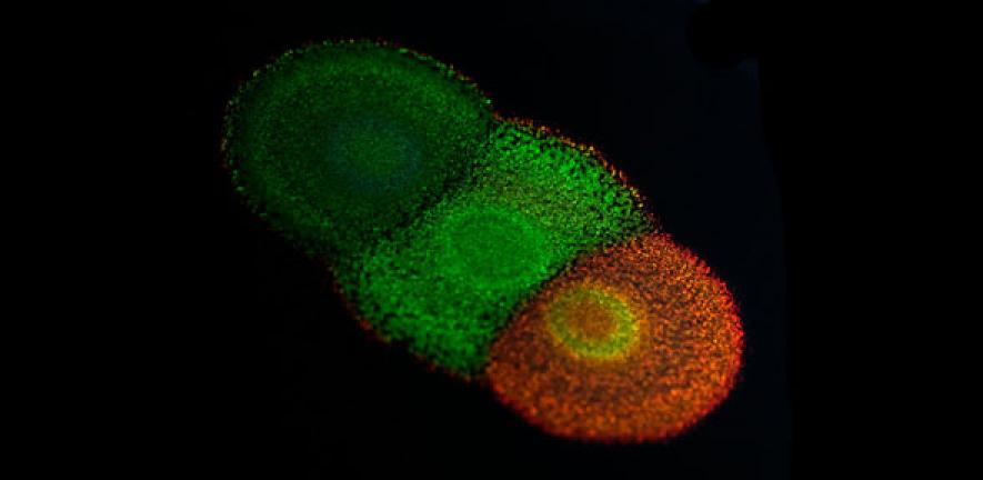 Colony of the Flavobacterium IR1