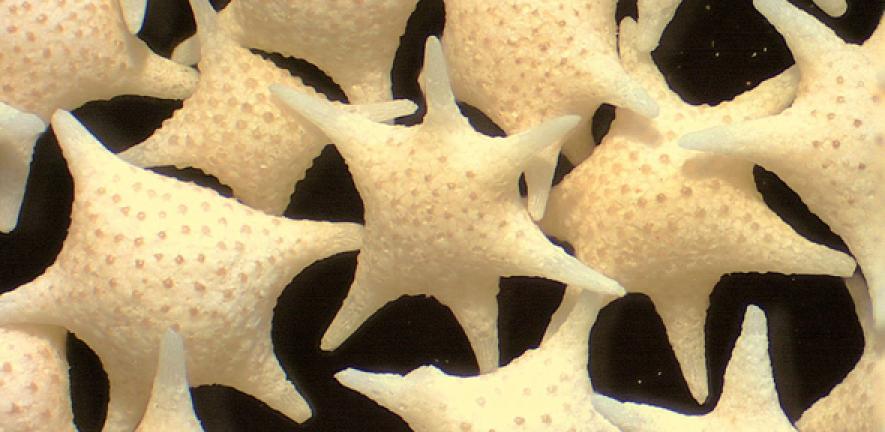 Foraminifera "Star sand" Hatoma Island - Japan