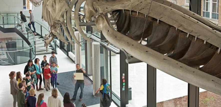 Visitors are welcomed to Cambridge's Zoology Museum beneath its fin whale skeleton