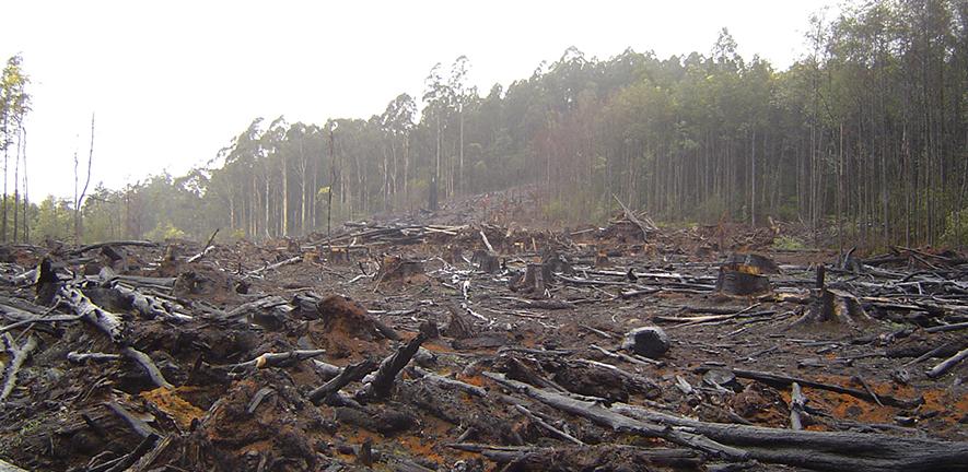 Deforestation