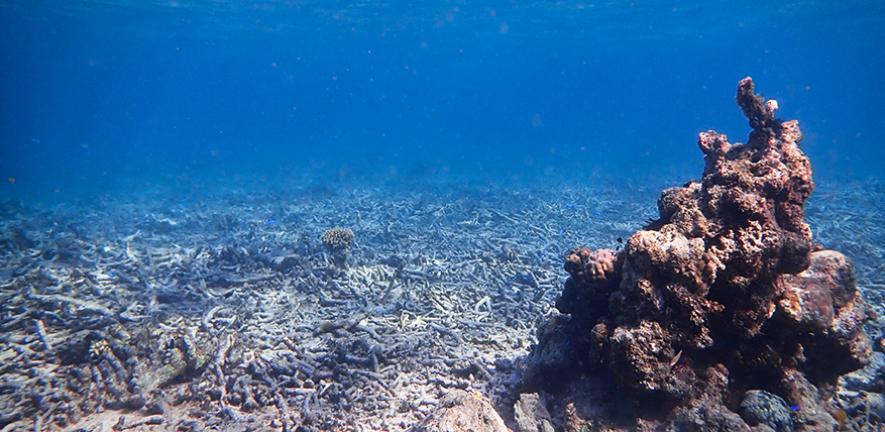 Degraded coral reef 'rubblefield' in Indonesia.