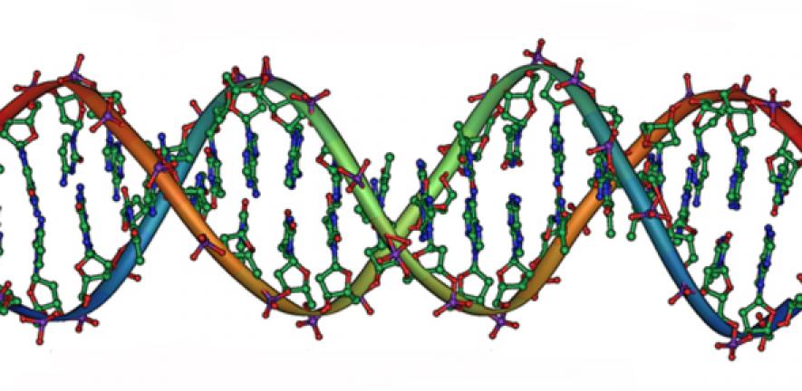 An overview of the structure of DNA