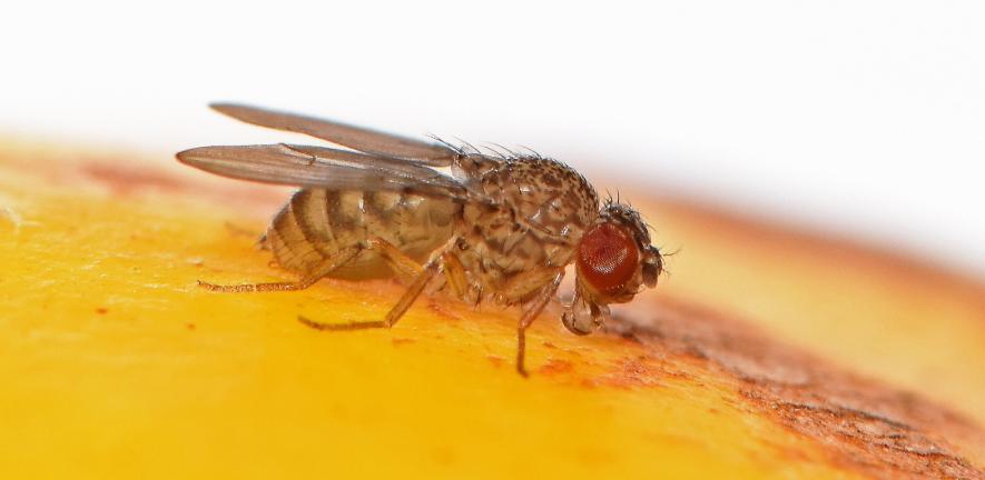 Fruit fly, Drosophila mercatorum