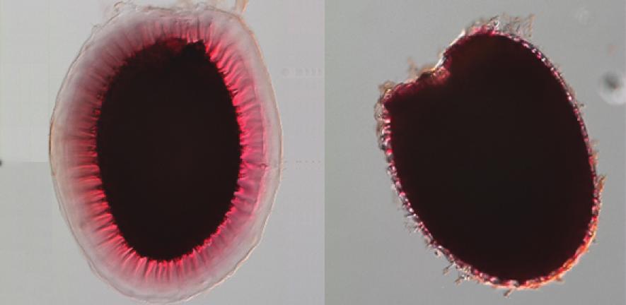 Arabidopsis seeds exude slime that is attached to the seed by cellulose. On the left is a seed with normal slime stained pink, but on the right, in the stello mutant, the slime is lost because the cellulose is missing.