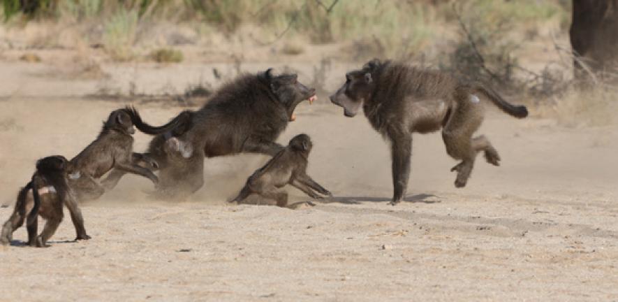 Baboon fight