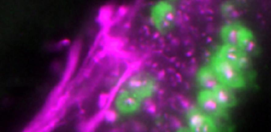 PTO organ with hair cells labelled in green