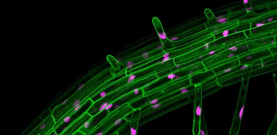 Root of Arabidopsis thaliana with green fluorescent protein decorating cell membrane and red fluorescent protein marking nuclei. 