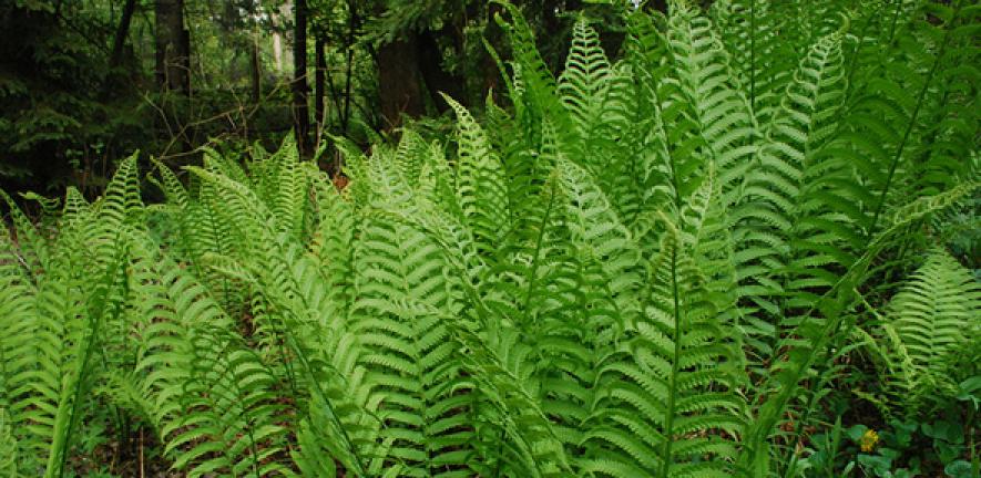 Plants of the Boreal Forest