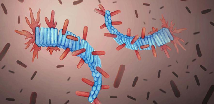 Artist’s rendering of protein fibrils (in blue) and healthy proteins from computer simulations