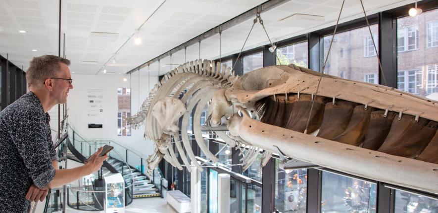 Jack Ashby talking to the Museum's fin whale