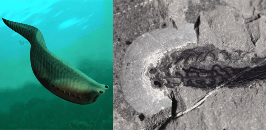 Left: Illustration of Metaspriggina swimming. Right: Fossil of Metaspriggina from Marble Canyon – head to the left with two eyes, and branchial arches at the top.  