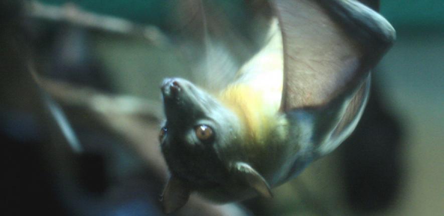 Straw coloured fruit bat