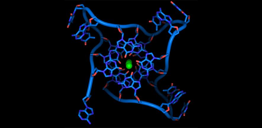 Four Stranded Dna Structures Found To Play Role In Breast Cancer University Of Cambridge