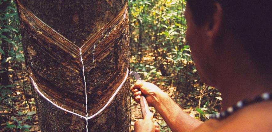 Man (seringueiro) extracts latex from a tree in the middle of the Amazon.