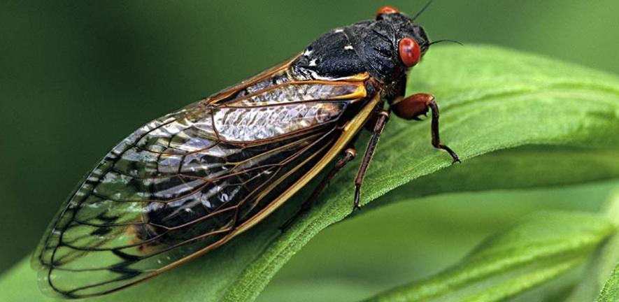 Adult cicada on a leaf