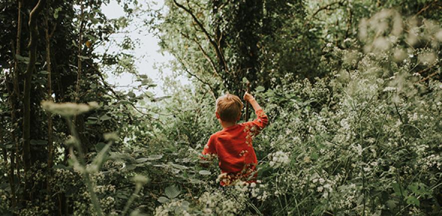 Young boy steadily makes his way through a dense forest of trees and cow parsley. He stands out in the green in his bright red jumper.