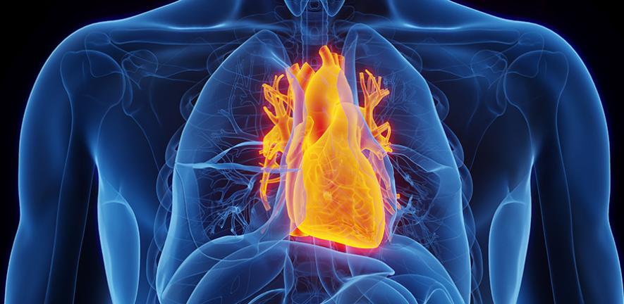 Illustration of human heart