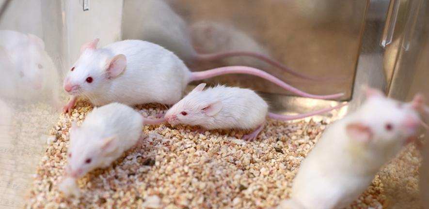 White research mice