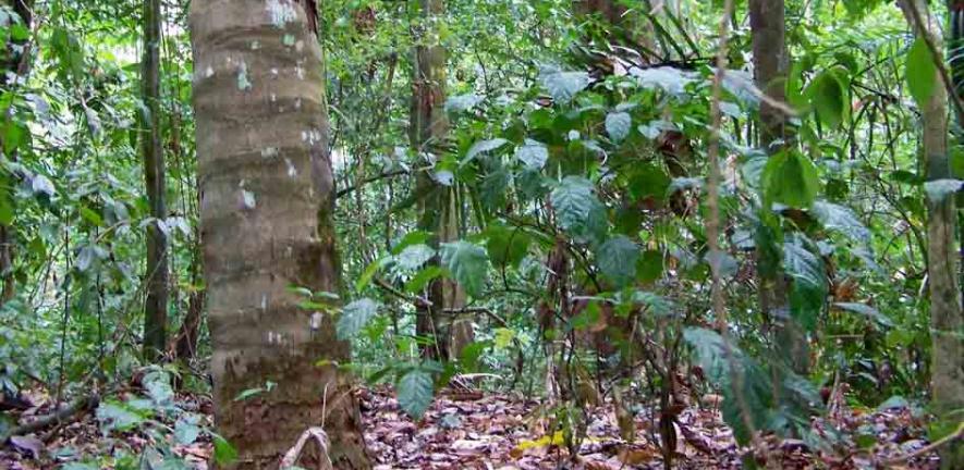 ‘GiganteForest’: A view through the undergrowth in tropical forest at the study site in Panama