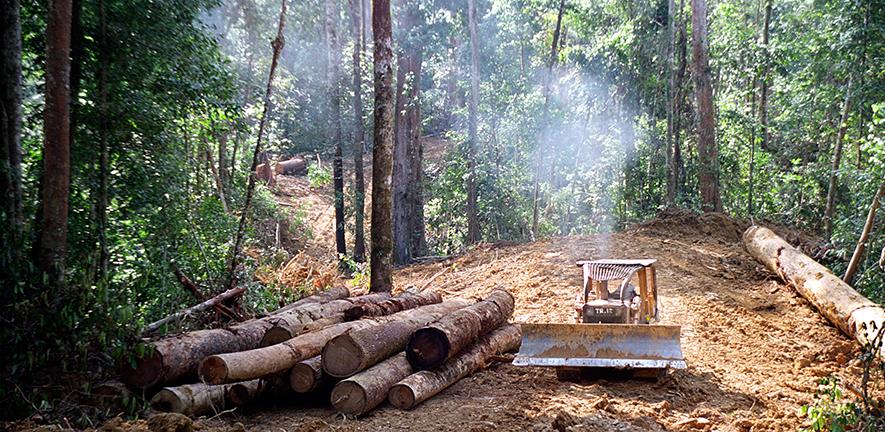 Logging in the rainforest of Kalimantan © Greenpeace / Kate Davison