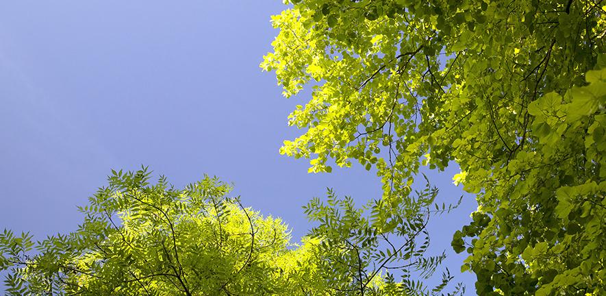 Trees against blue sky