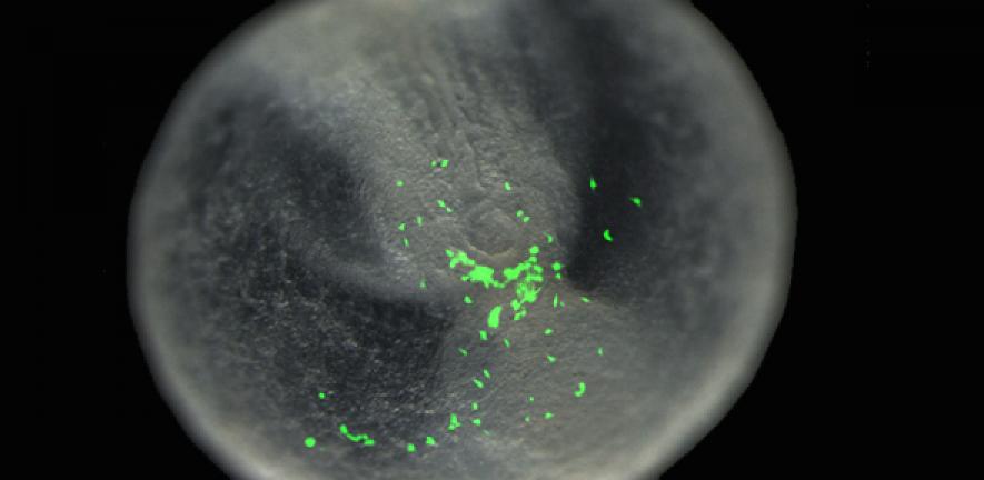 Mouse embryo yolk sac with human pluripotent stem cells (green) incorporated