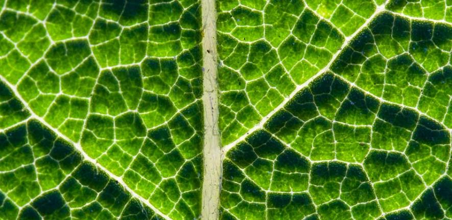 Simply leaf