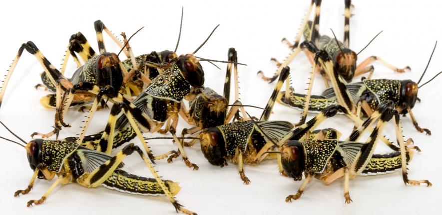 A group of gregarious-phase desert locusts in their final larval stage. 