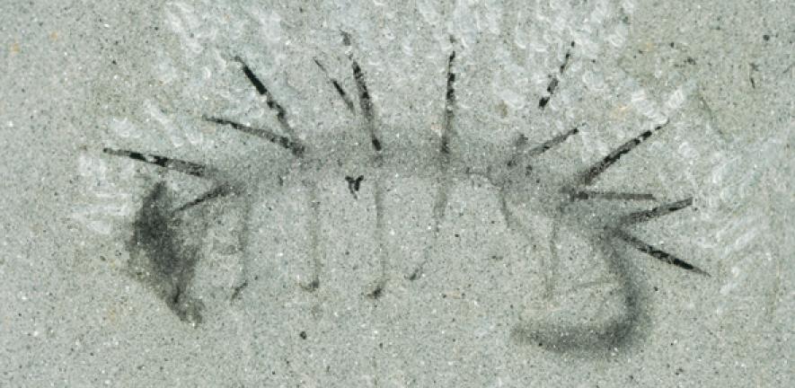 Fossil Hallucigenia sparsa from the Burgess Shale